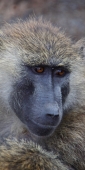 OliveBaboons_2140_v