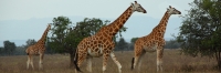 RothchildsGiraffe_2121