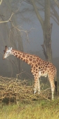 RothchildsGiraffe_5629_v