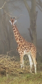 RothchildsGiraffe_5630_v