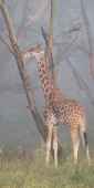 RothchildsGiraffe_5633_v