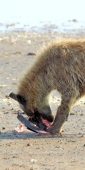SpottedHyenaEatingFlamingo_5649_v
