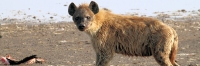 SpottedHyenaEatingFlamingo_5651