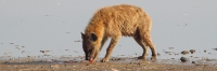 SpottedHyenaEatingFlamingo_5653