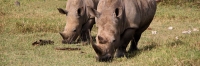 WhiteRhino_2082