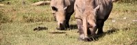WhiteRhino_2083