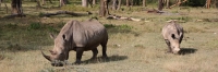 WhiteRhino_2085