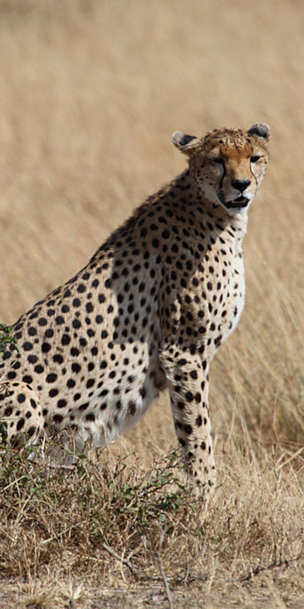 Cheetah_5959_v.jpg