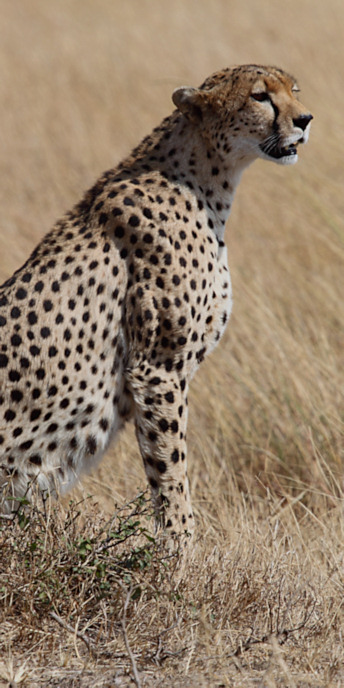 Cheetah_5961_v.jpg