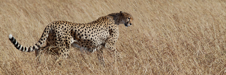 Cheetah_5963_g.jpg