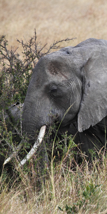 Elephants_6021_v.jpg