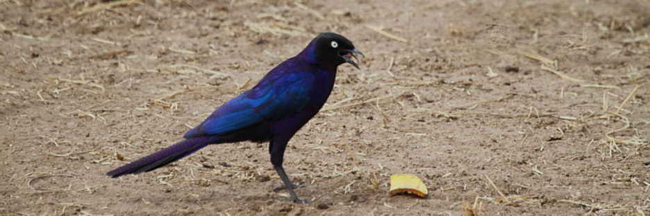 GlossyStarling_6008.jpg