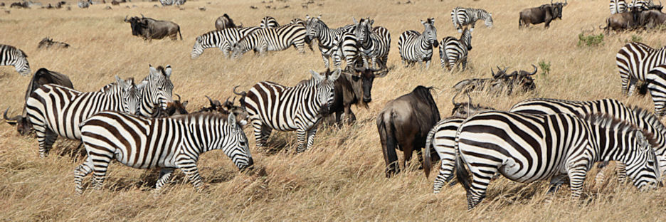 Herds_Wilderbeest&Zebra_2309.jpg