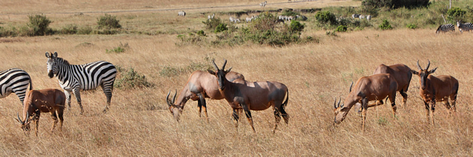 Herds_Zebra&Topi_2409.jpg