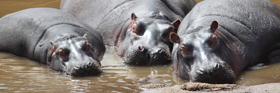 Hippos_MaraRiver_6004.jpg