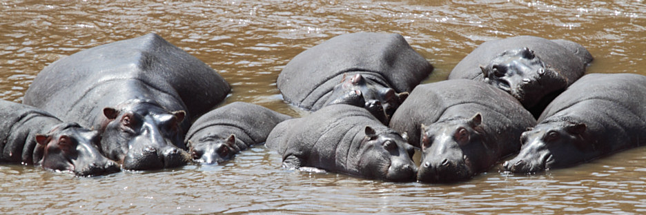 Hippos_MaraRiver_6005.jpg