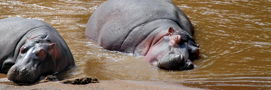 Hippos_MaraRiver_6006.jpg