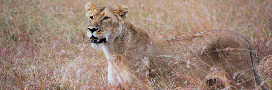 Lion_2235.jpg