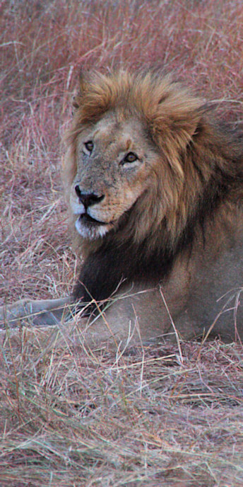 Lion_2241_v.jpg