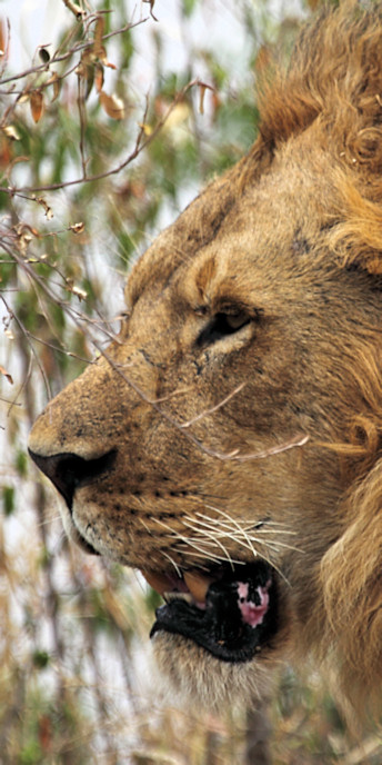 Lion_5975_v.jpg