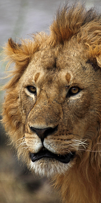 Lion_5977_v.jpg