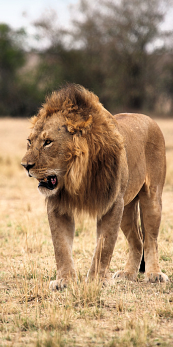 Lion_5981_v.jpg