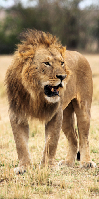Lion_5982_v.jpg