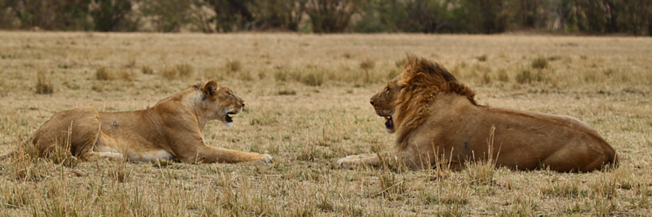 Lion_5985.jpg