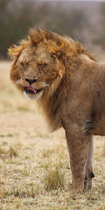 Lion_5994.jpg