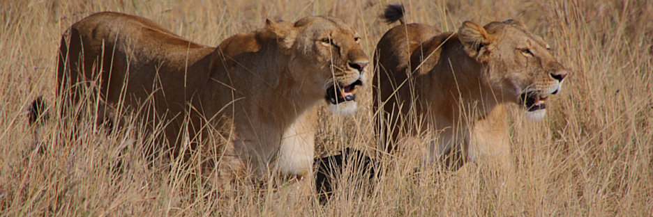 Lions_Kill_2283.jpg