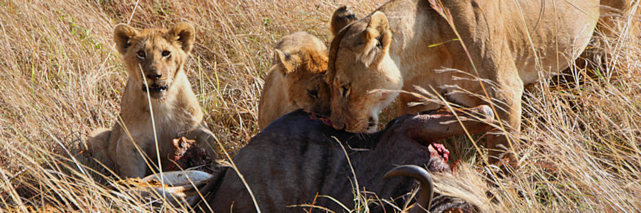 Lions_Kill_2303.jpg