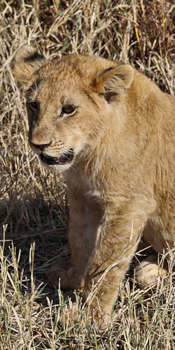 Lions_Kill_5933_v.jpg