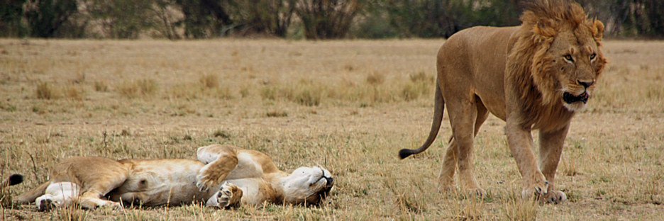 Lions_Mating_2387.jpg