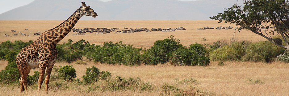 MaasaiGiraffes_P7_2329.jpg
