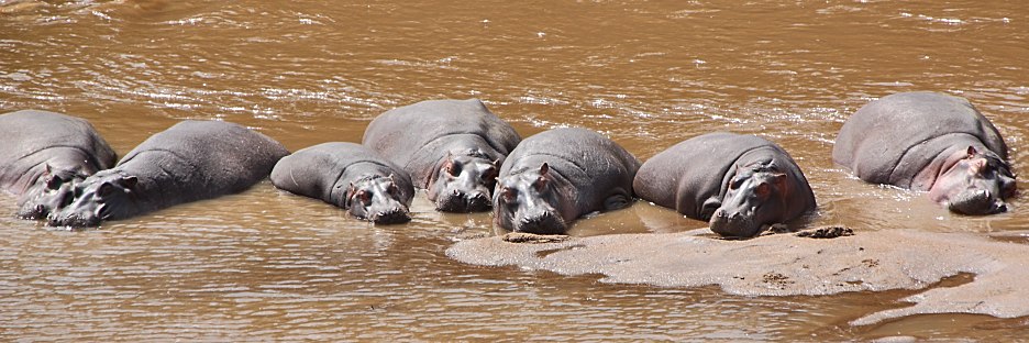 MaraRiver_Hippos_2403.jpg