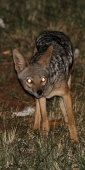 BlackBackedJackal_6027_v