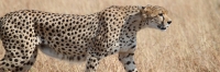 Cheetah_5955
