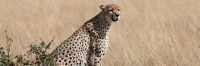 Cheetah_5957