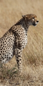 Cheetah_5958_v