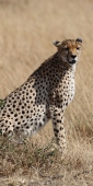 Cheetah_5959_v