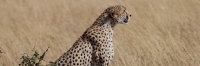Cheetah_5960
