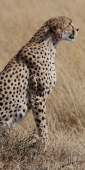 Cheetah_5960_v