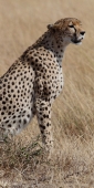 Cheetah_5961_v