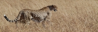 Cheetah_5963_g