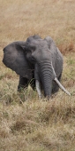 Elephants_6016_v