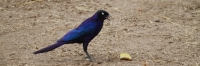 GlossyStarling_6008