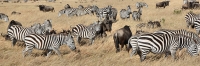 Herds_Wilderbeest&Zebra_2309
