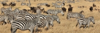 Herds_Wilderbeest&Zebra_2310