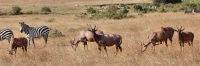 Herds_Zebra&Topi_2409