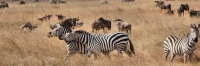 Herds_Zebra&Wilderbeest_2405